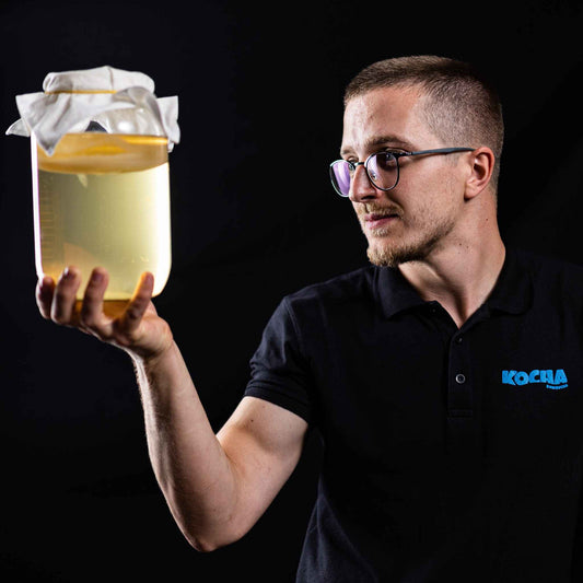 Kombucha gljiva: nuspojave i kako sigurno konzumirati kombuchu