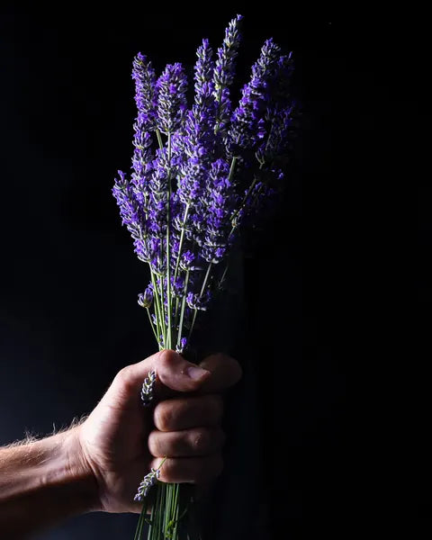 Sušena lavanda