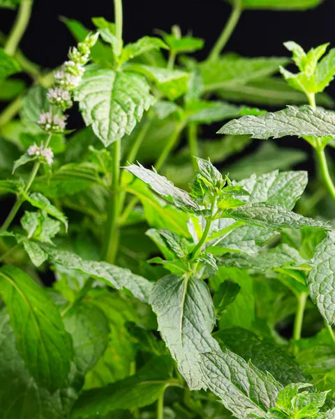 Svježa menta